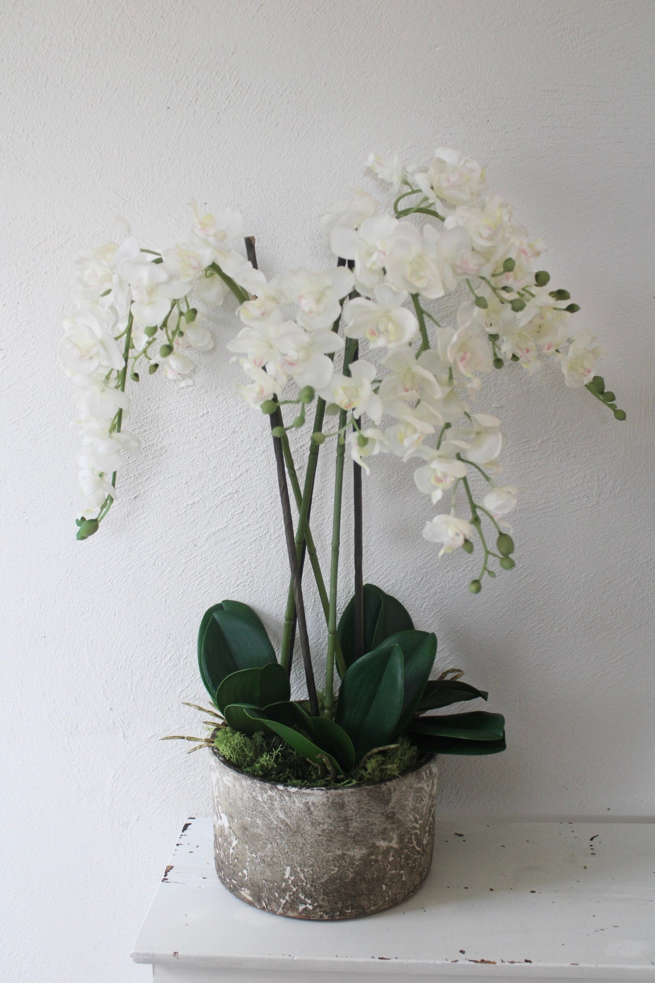 white stones for plant pots White Orchids plants in Stone pot – Forever Florals