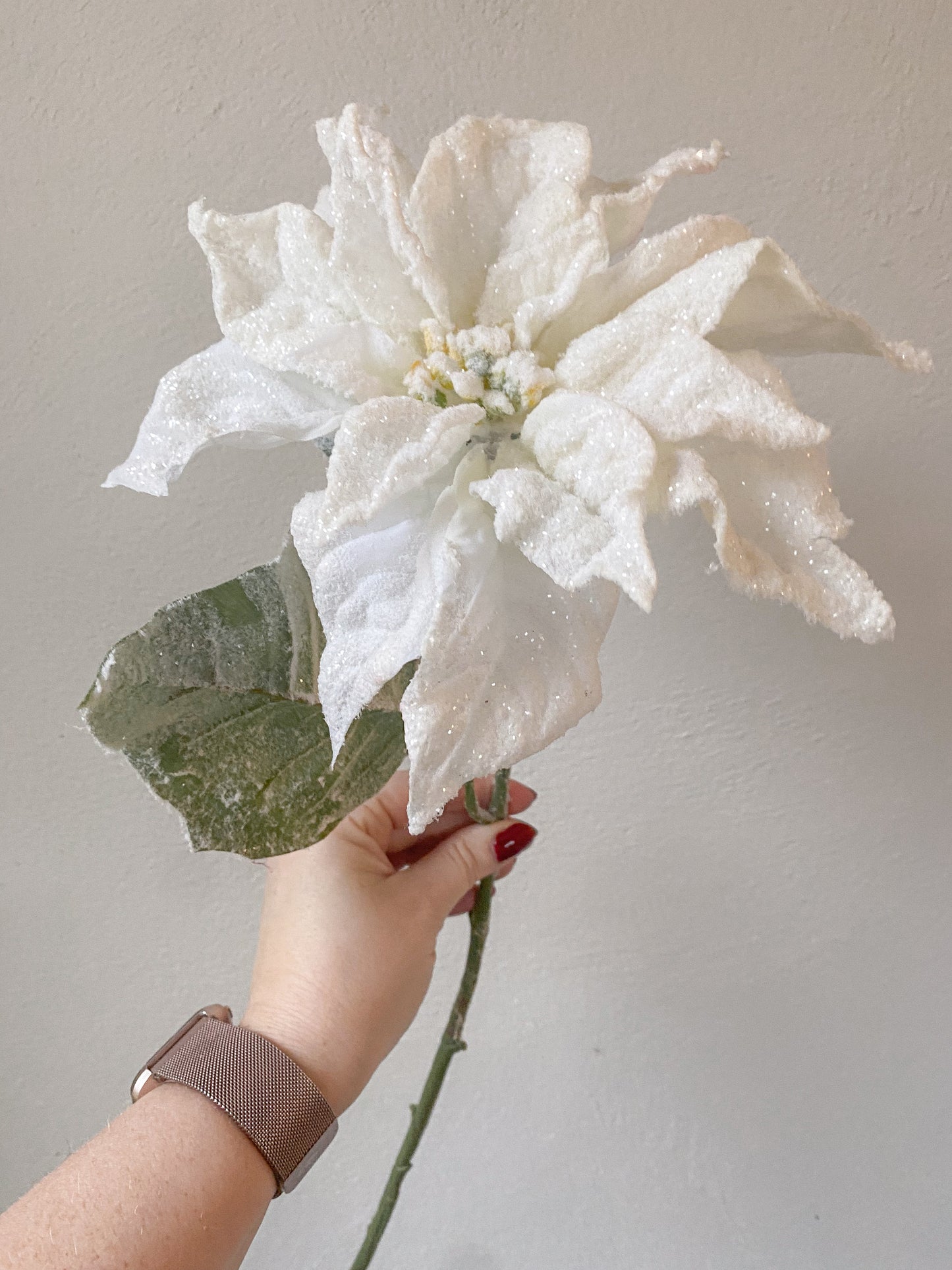 Frosted White Poinsettia flower stem