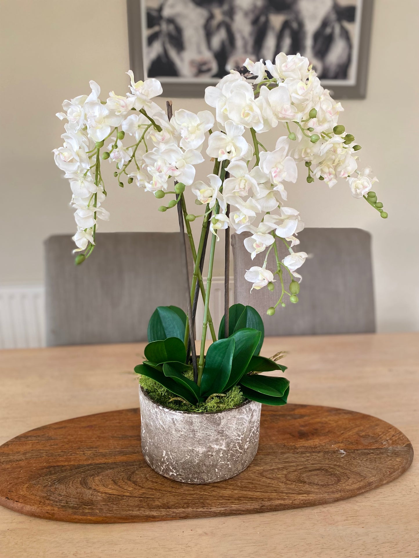 White Orchids plants in Stone pot