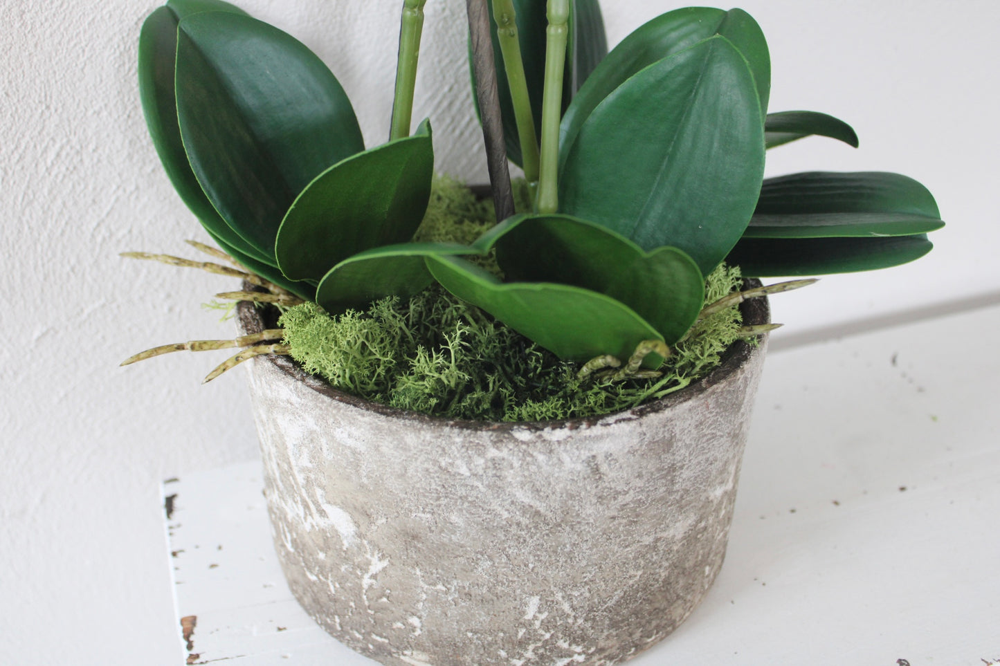 White Orchids plants in Stone pot