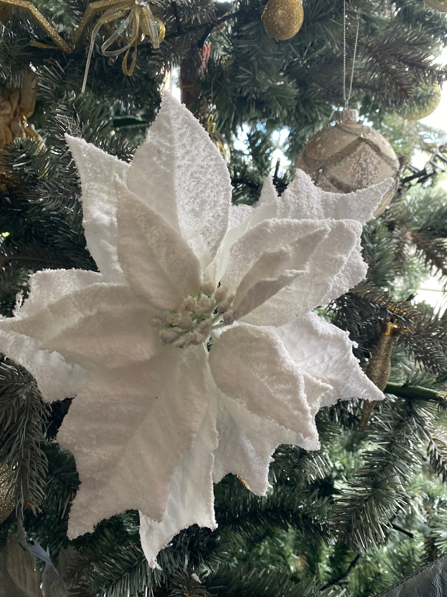 Frosted white Poinsettia Clip