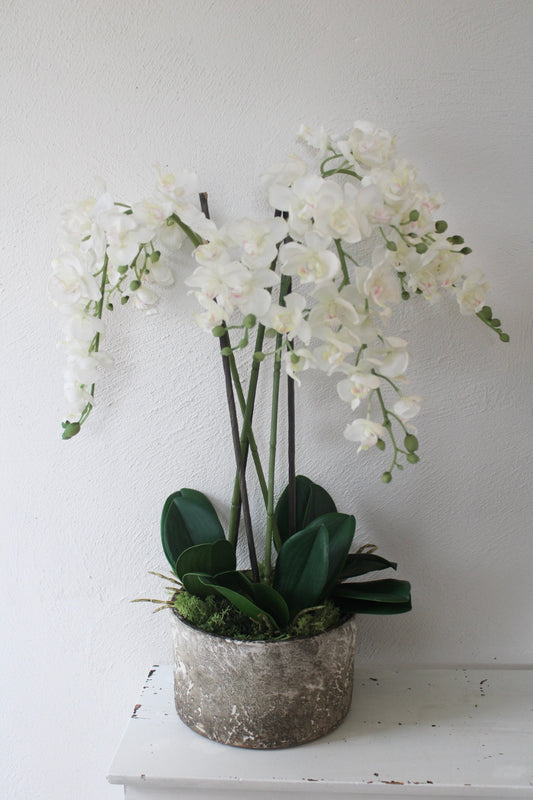 White Orchids plants in Stone pot