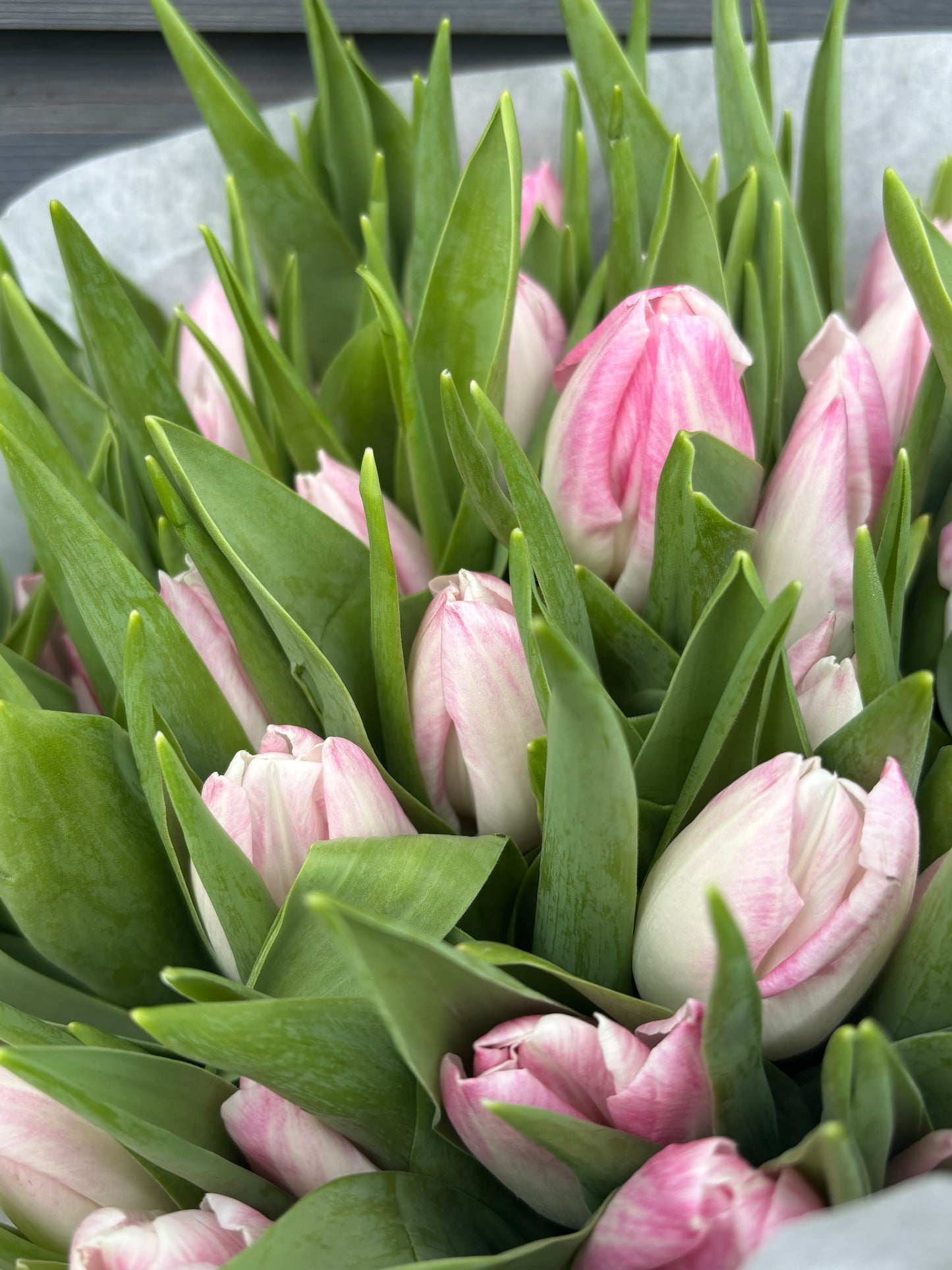 Pink Tulips Bunch