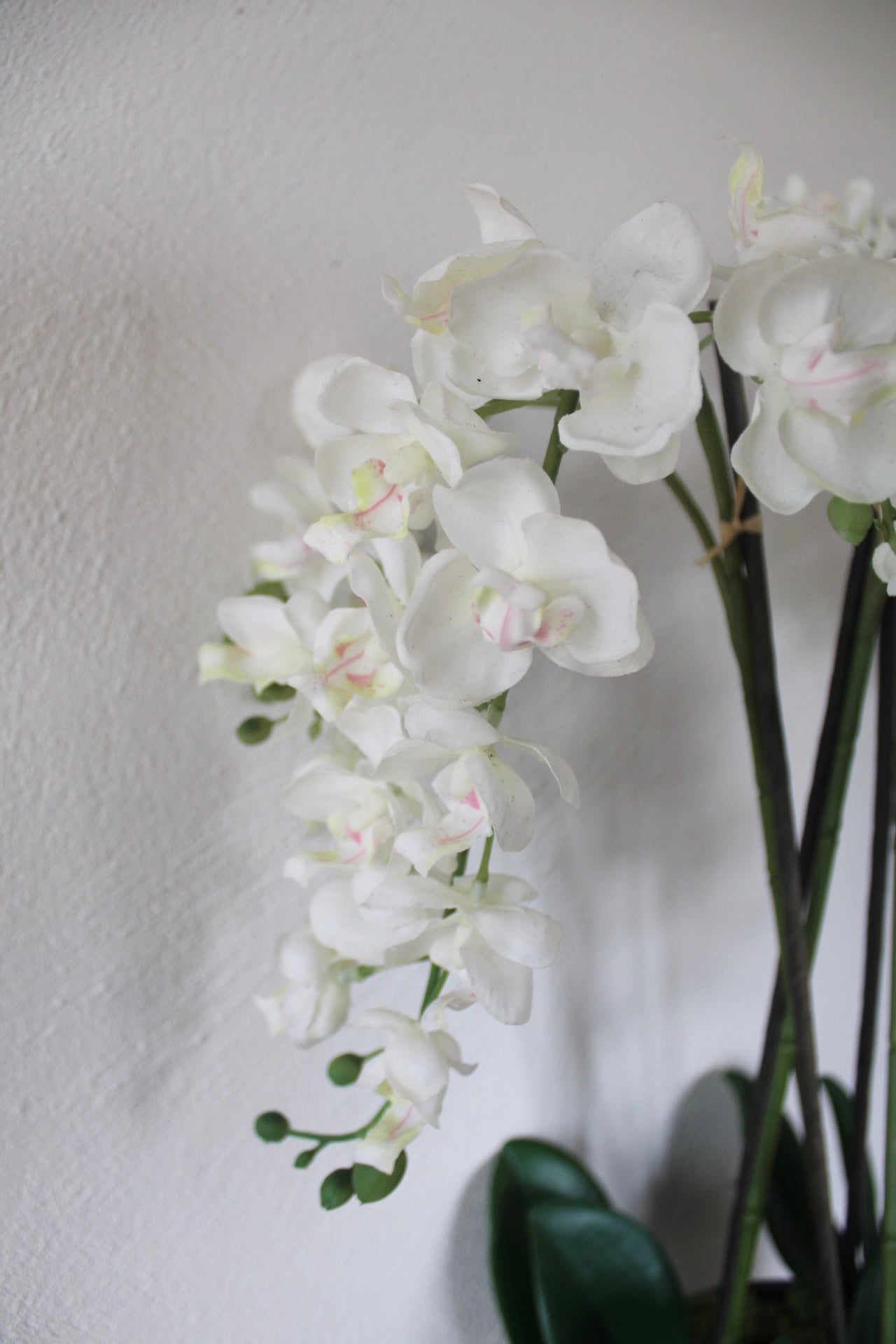 White Orchids plants in Stone pot