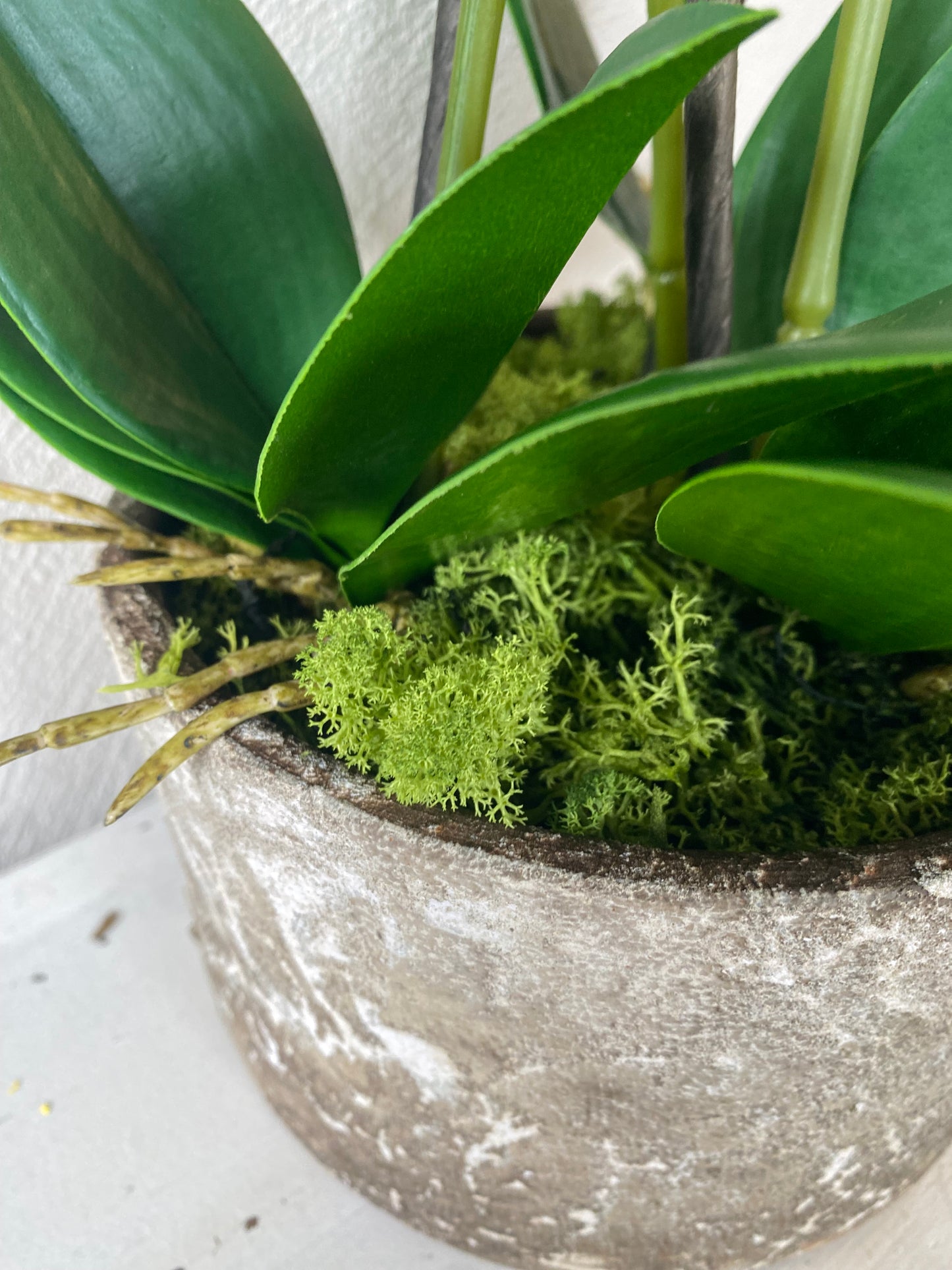 White Orchids plants in Stone pot