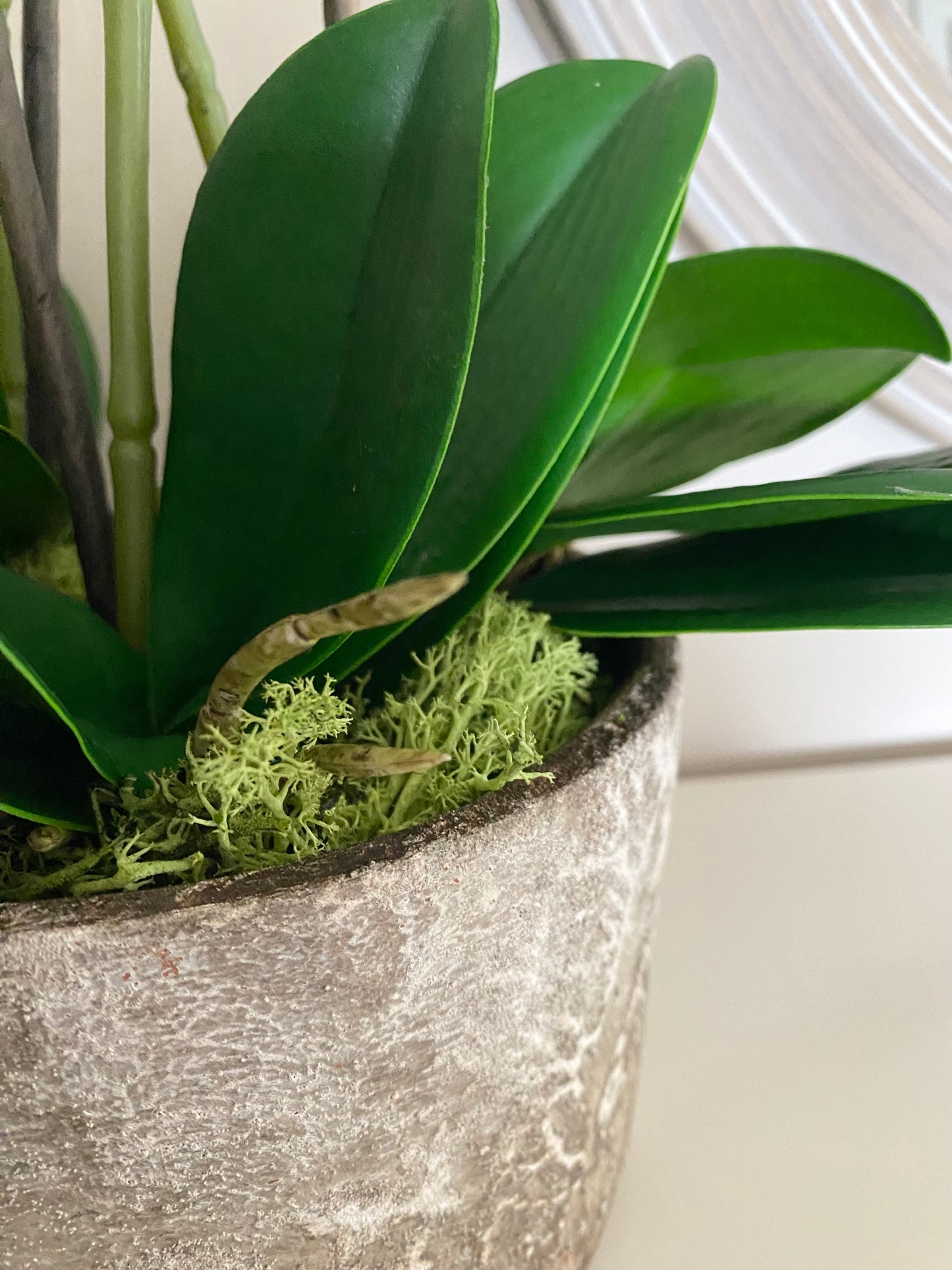 White Orchids plants in Stone pot