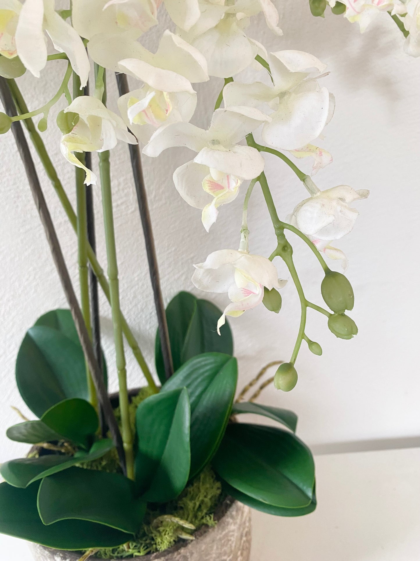 White Orchids plants in Stone pot