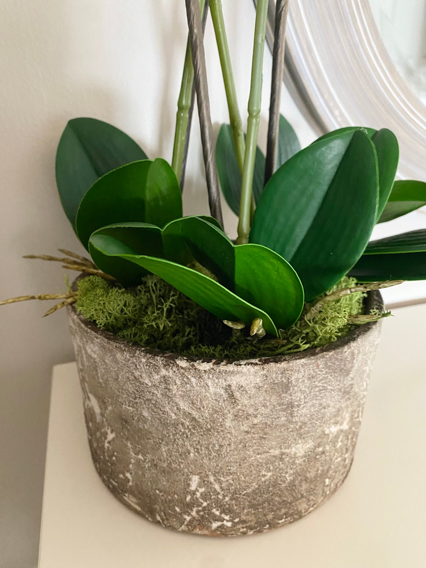 White Orchids plants in Stone pot