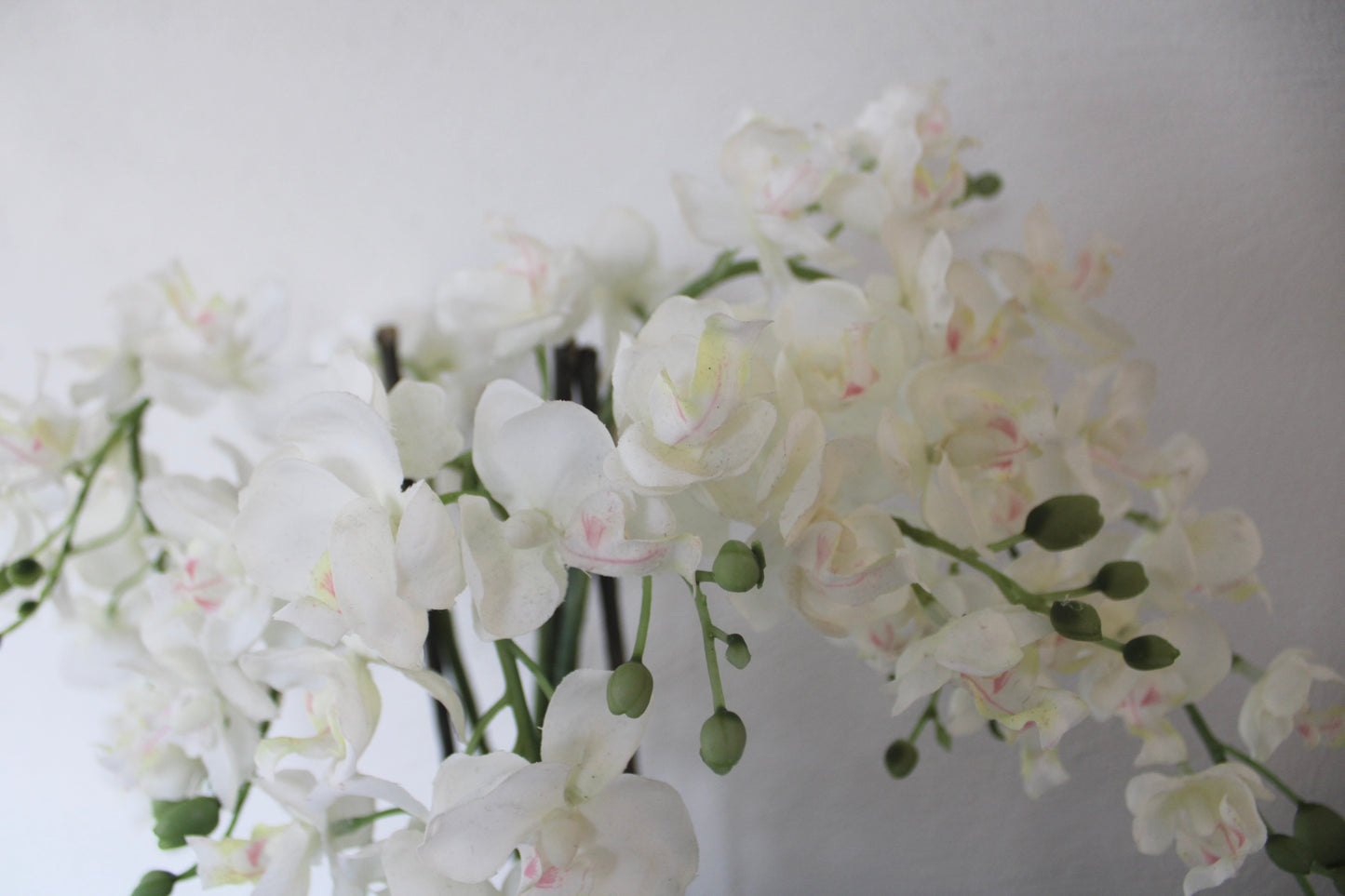 White Orchids plants in Stone pot