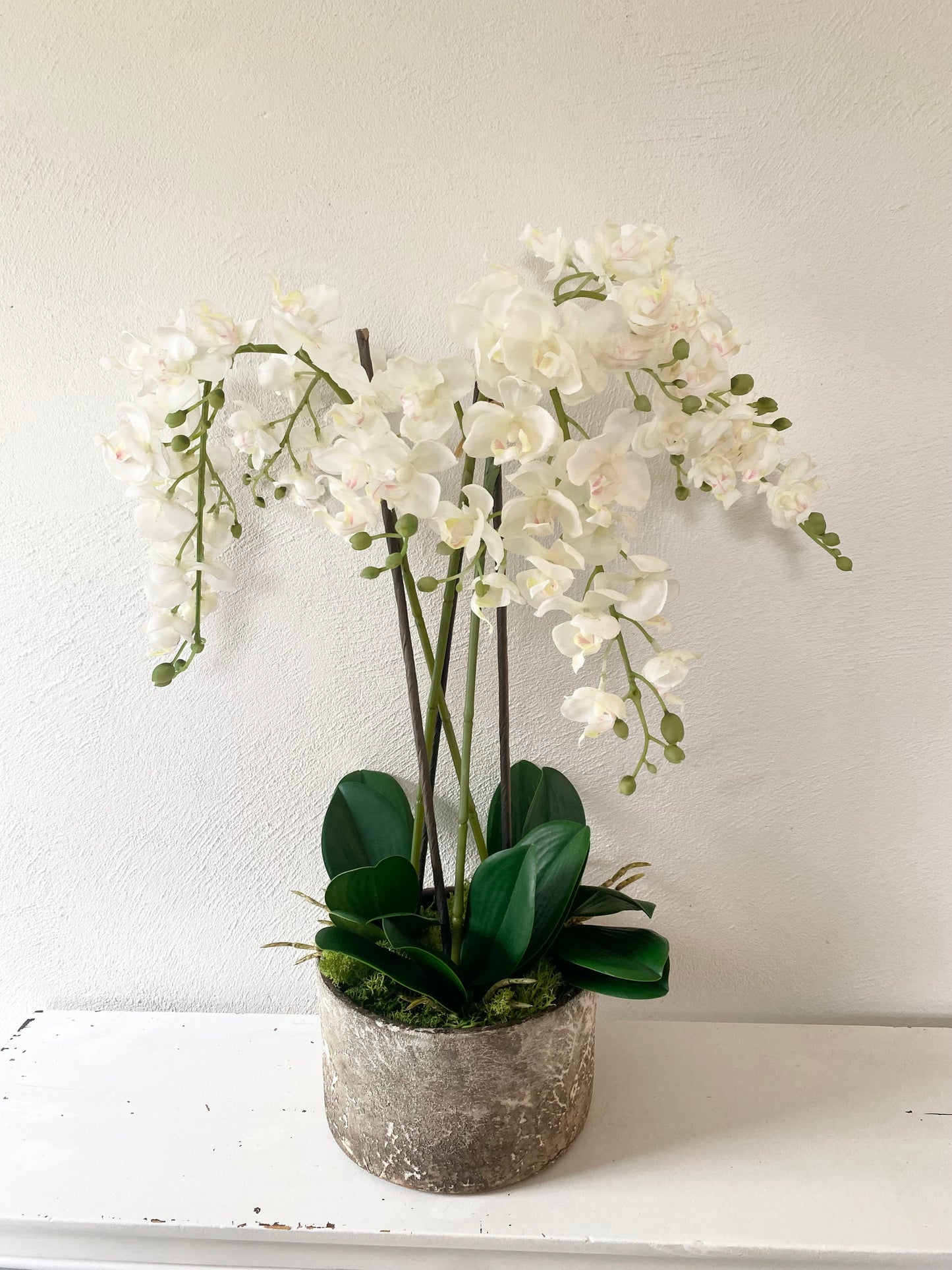 White Orchids plants in Stone pot